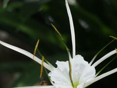 Hymenocallis speciosa