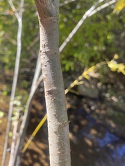 Salix sericea