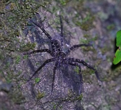 Heteropodinae