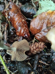 Psilocybe cyanescens