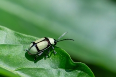 Oedionychina