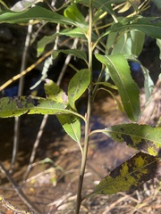 Salix sericea