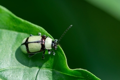 Oedionychina