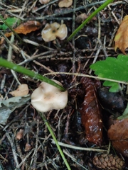 Psilocybe cyanescens