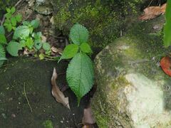 Boehmeria pilosiuscula