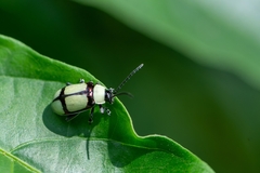 Oedionychina