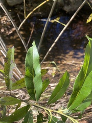 Salix sericea