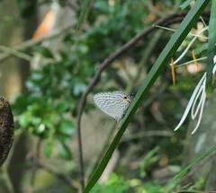 Jamides alecto dromicus