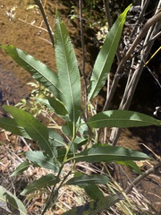 Salix sericea