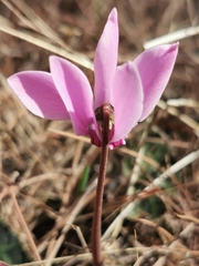 Cyclamen graecum graecum