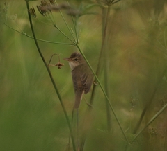 Acrocephalus palustris