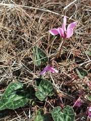 Cyclamen graecum graecum