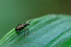 Lemini