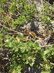 Psoralea bracteolata