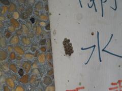 Corythucha marmorata