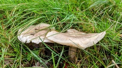 Clitocybe rivulosa