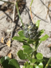 Psoralea bracteolata