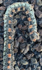 Rhinocheilus lecontei