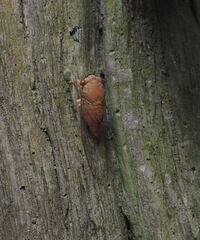 Chremistica ochracea