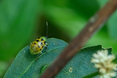 Diabrotica limitata