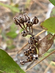 Lyonia mariana