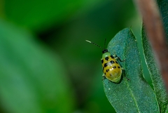Diabrotica limitata