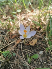 Crocus laevigatus