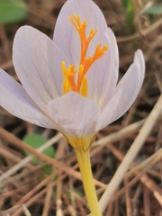 Crocus laevigatus