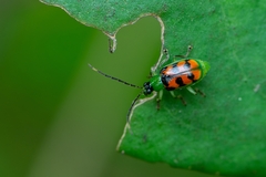 Diabrotica limitata