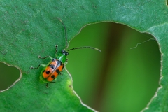 Diabrotica limitata