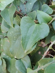 Smilax aspera