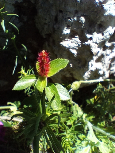 Acalypha communis (Acalypha communis)