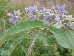 Solanum lanceolatum