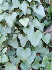 Smilax aspera