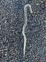 Rhinocheilus lecontei