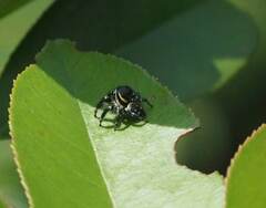 Carrhotus sannio