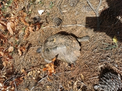 Testudo marginata