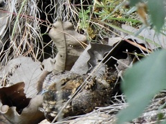 Antrostomus arizonae