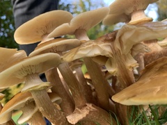 Armillaria mellea