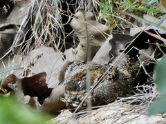 Antrostomus arizonae