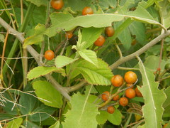 Solanum lanceolatum
