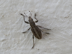 Charagmus intermedius