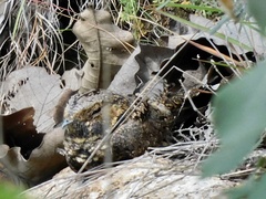 Antrostomus arizonae