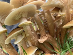 Armillaria mellea