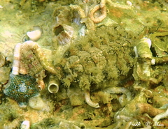 Acanthochitona fascicularis