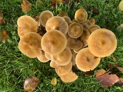 Armillaria mellea