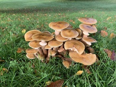 Armillaria mellea