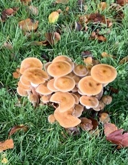 Armillaria mellea