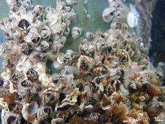 Amphibalanus amphitrite