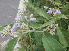Solanum lanceolatum